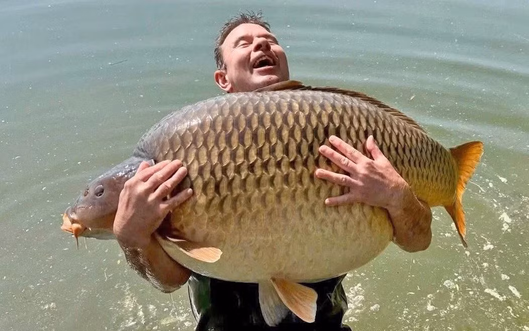 David Knock, một du khách từ Essex, Anh, đã bất ngờ câu được một con cá chép khổng lồ nặng 47,8kg tại ngư trường Euro Aqua, hồ Balaton, Hungary. Phát hiện này khiến ông run rẩy vì sợ đánh mất con cá quý giá. (Ảnh: telegraph)