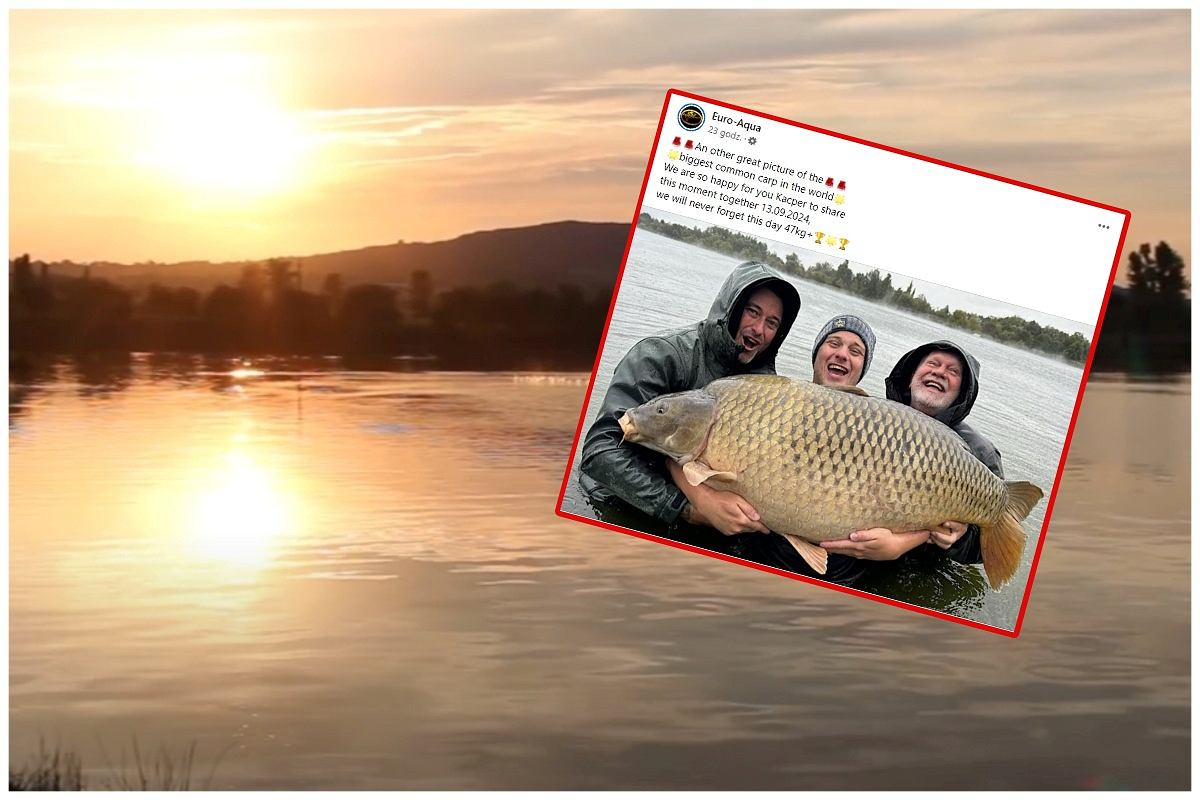 Con cá chép được câu bằng mồi 24mm tự chế, cùng loại mà Euro Aqua sử dụng để nuôi cá. Địa điểm này từ lâu đã trở thành điểm đến hàng đầu cho những người muốn phá kỷ lục câu cá chép, nhờ sự duy trì và chăm sóc kỹ lưỡng của các chủ sở hữu và nhân viên tại đây. (Ảnh: Sport.pl)