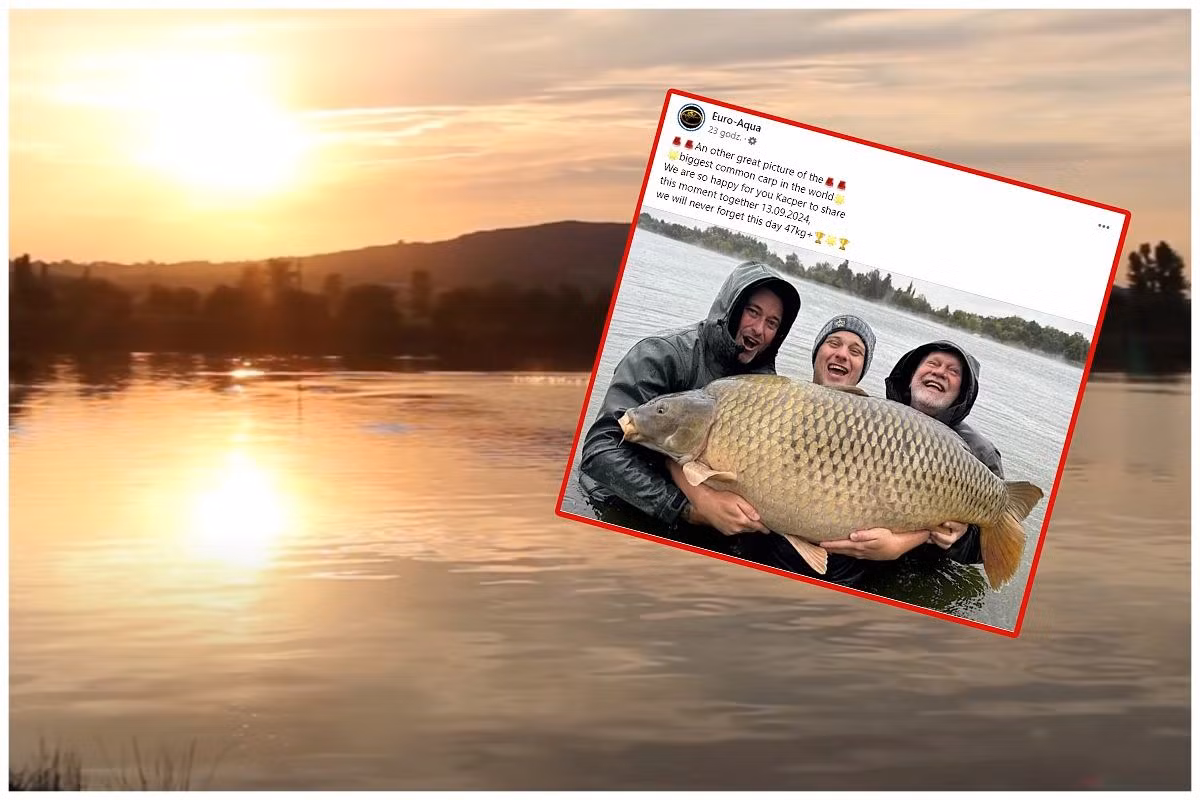 Con cá chép được câu bằng mồi 24mm tự chế, cùng loại mà Euro Aqua sử dụng để nuôi cá. Địa điểm này từ lâu đã trở thành điểm đến hàng đầu cho những người muốn phá kỷ lục câu cá chép, nhờ sự duy trì và chăm sóc kỹ lưỡng của các chủ sở hữu và nhân viên tại đây. (Ảnh: Sport.pl)