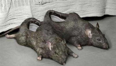 Đôi dép hình con chuột này có thể khiến nhiều người "té ngửa" khi vô tình bắt gặp.