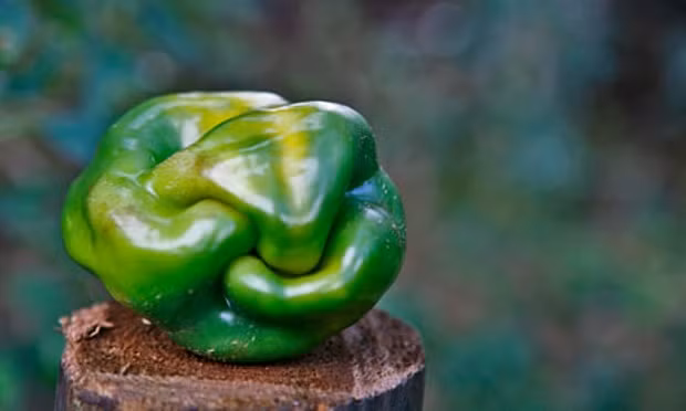 Tiếp nối những thành công của siêu thị Intermarché, nhiều siêu thị ở Anh cũng bắt tay vào bán các loại rau củ quả hình dáng kỳ dị.