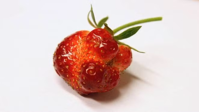 Theo thống kê, mỗi năm, siêu thị Intermarché phải tiêu hủy khoảng 300 tấn thực phẩm. Do đó, chiến dịch độc đáo này là tiền đề để Liên minh châu Âu thực hiện việc chống lãng phí thực phẩm trong năm 2014.