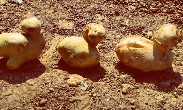 Những củ khoai tây hình dáng giống con vịt này cũng được bày bán trong siêu thị với giá mềm hơn.