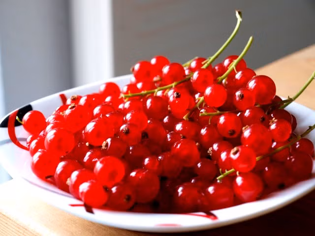 Hình dáng đẹp mắt, hương vị thơm, ngon và nhiều dinh dưỡng, nhiều nhà vườn đã lùng mua hạt giống nho đỏ này về trồng. Giá hạt giống nho dao động khoảng 45.000 đồng/gói (50 hạt).