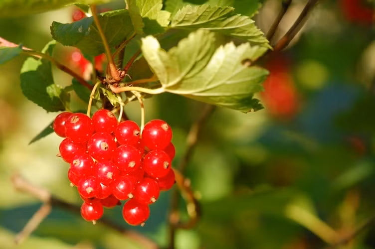 Quả Ribes rubrum hay còn gọi là nho đỏ, có nguồn gốc từ một số nước Bỉ, Pháp, Na Uy, Thụy Điển, Đức, Hà Lan... được nhiều người yêu thích vì hương vị và hình dáng căng mọng của chúng.