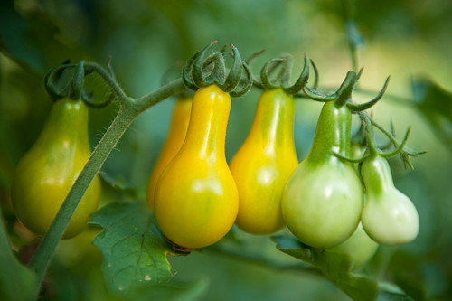 Loại cà chua này được ưa chuộng trồng trong vườn không chỉ vì vẻ ngoài bắt mắt mà còn có lượng đường cao nên ngọt hơn các loại cà chua thông thường khác. Tại Việt Nam, nhiều bà nội trợ lựa chọn giống cà chua này trồng trong thùng xốp tại nhà.