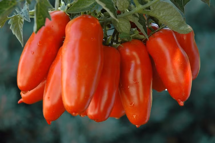 Giống cà chua mang hình dáng quả dài như quả dưa chuột có tên San Marzano đang rất được ưa chuộng trên thị trường thế giới.