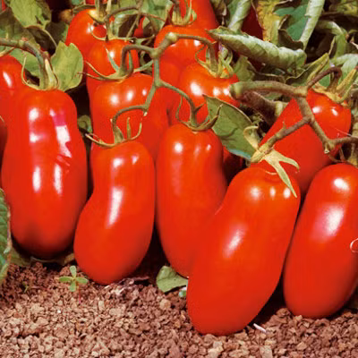 Cà chua quả dài San Marzano, có giá trị kinh tế cao, thường được dùng trong các món salad, nấu nước sốt...