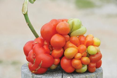 Các phần trên quả cà chua Voyage không tròn đều, chỗ thì phình ra, chỗ lại xẹp vào.