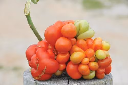 Các phần trên quả cà chua Voyage không tròn đều, chỗ thì phình ra, chỗ lại xẹp vào.