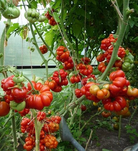 Cũng như các loại cà chua thường thấy, chúng được dùng chế biến món ăn, salad hoặc làm nước ép. Chất Lycopene trong quả có tác dụng chống oxy hóa tốt.