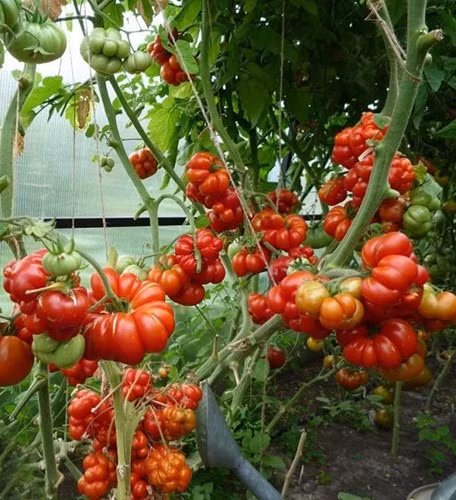 Cũng như các loại cà chua thường thấy, chúng được dùng chế biến món ăn, salad hoặc làm nước ép. Chất Lycopene trong quả có tác dụng chống oxy hóa tốt.