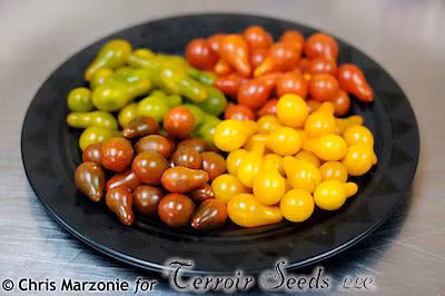 Quả cà chua lê có nhiều màu như màu vàng, màu cam, đỏ tía hoặc đỏ tươi. Tuy nhiên, cà chua lê vàng vẫn là phổ biến nhất.