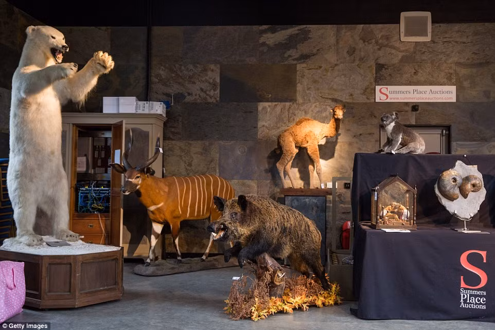 Phía bên trái ảnh là một chú gấu Bắc cực dự kiến có giá bán 9.000 (310 triệu đồng). Các mặt hàng khác gồm một con lạc đà có giá dao động từ 1.500-2.500 bảng Anh và con bongo, một loài linh dương châu Phi lớn, có giá khoảng 5.000 bảng.