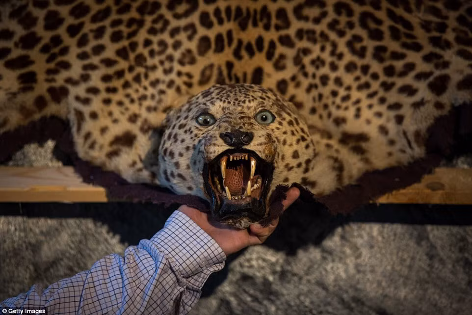 Bộ thảm da báo đốm, có niên đại từ năm 1900, dự kiến sẽ được bán với giá 1.500 bảng.