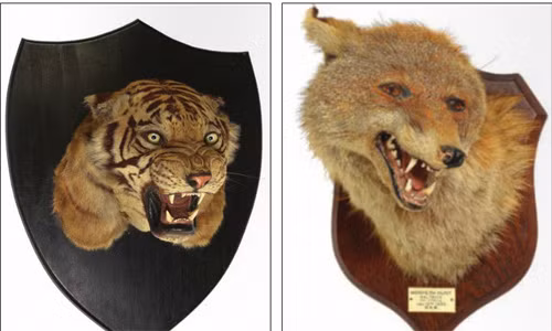 Đầu hổ (bên trái) dự kiến sẽ được bán với giá lên đến 2.500 bảng. Còn bên phải là đầu cáo có giá bán dao động từ 250-400 bảng.