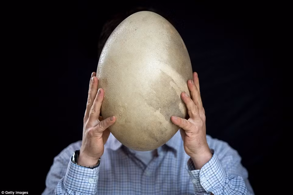 Một mặt hàng hiếm khác là quả trứng nguyên vẹn của loài chim voi huyền thoại ở Madagascar có giá lên tới 50.000 bảng.