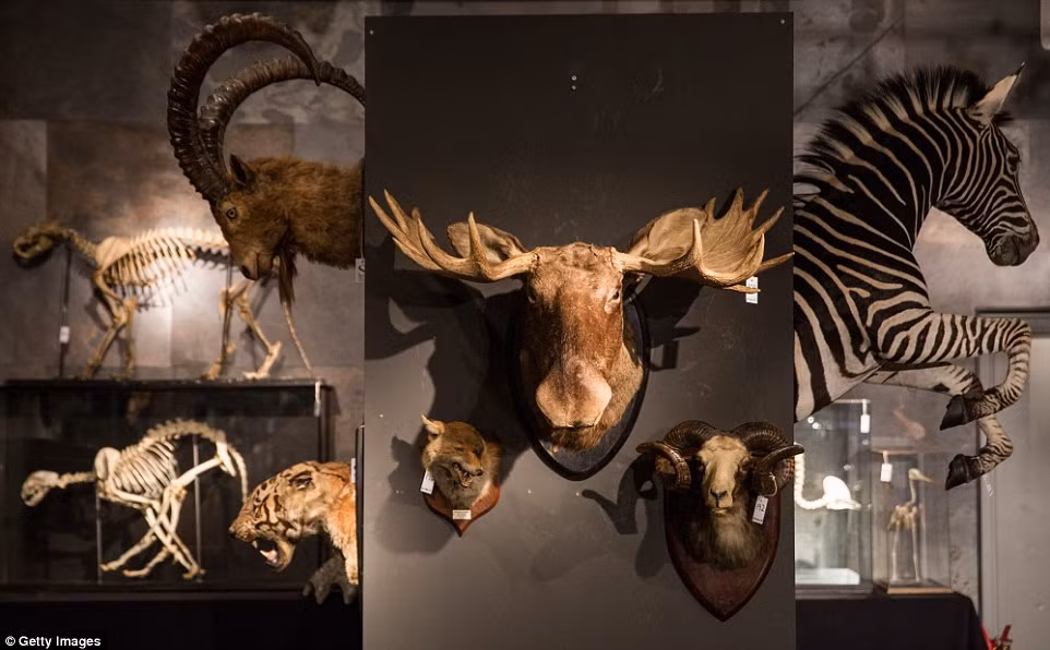 Một số mô hình thú rừng nhồi bông, đầu thú treo tường, thảm thú đắt đỏ sẽ được đem bán đấu giá với giá hàng nghìn đô.