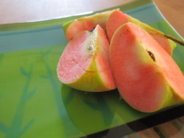 Táo lõi hồng Hidden Rose thường cho thu hoạch vào cuối tháng 9.