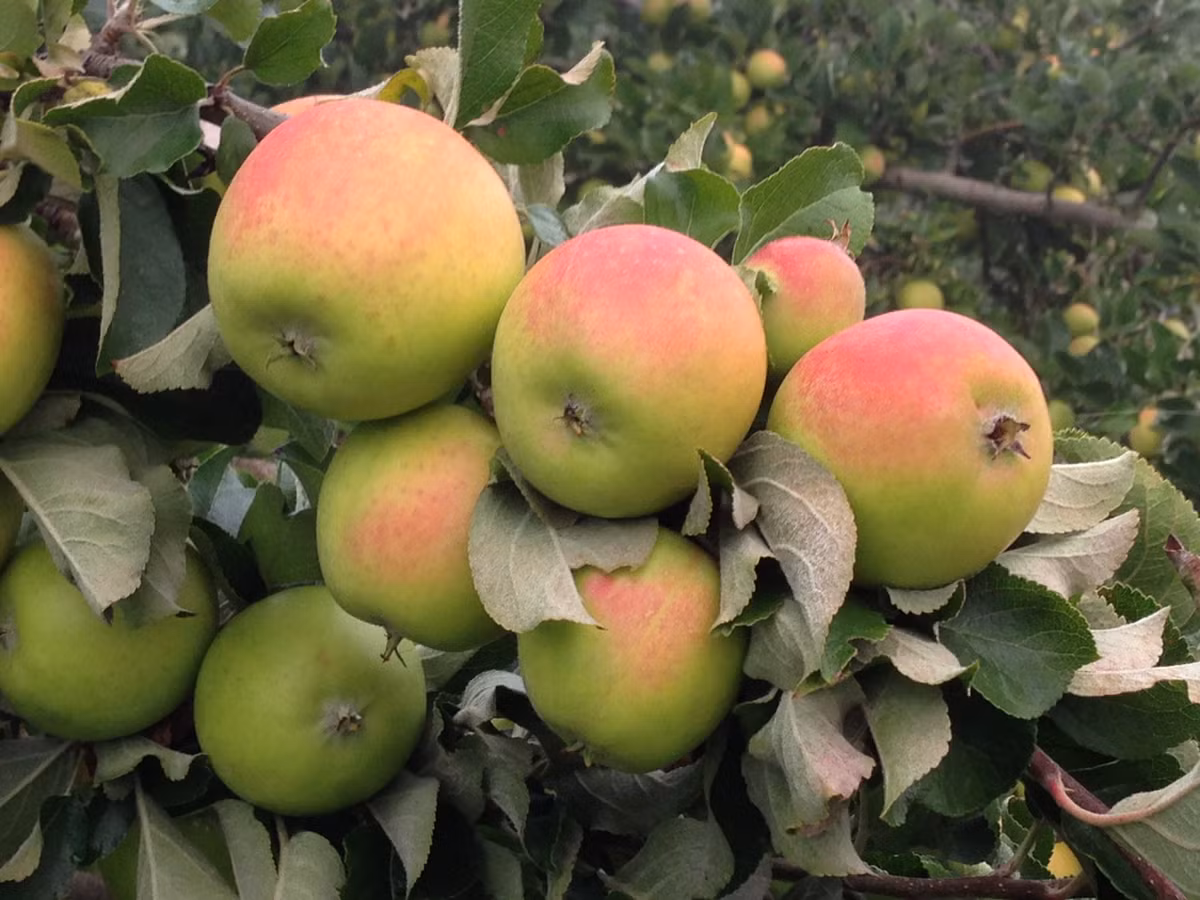 Giống táo lõi hồng đặc biệt được nhiều nhà vườn ở Mỹ trồng bởi nó cho giá trị kinh tế cao.