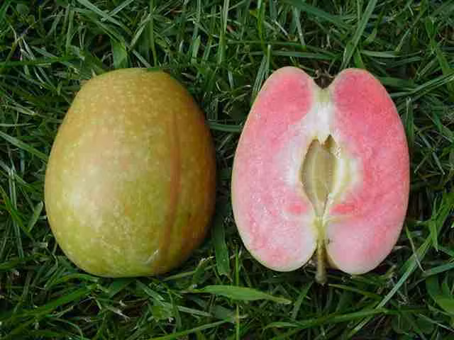 Khi bổ ra, lõi quả có màu hồng lôi cuốn.