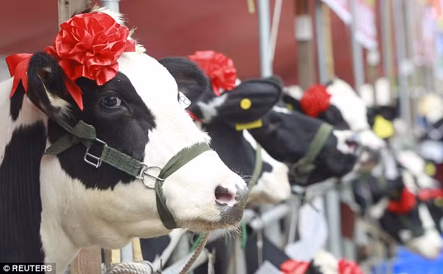 Một trong các tiêu chí để lựa chọn ra “Hoa hậu Bò sữa” Mộc Châu là vẻ bề ngoài của các “nàng bò”. Điều này đồng nghĩa với việc, những người nông dân cần phải chú ý đến “thời trang đuôi” của con bò để làm sao trông nó lạ và tuyệt vời nhất. Một điểm quan trọng nữa là số lượng sữa mà mỗi con bò có thể sản xuất được.