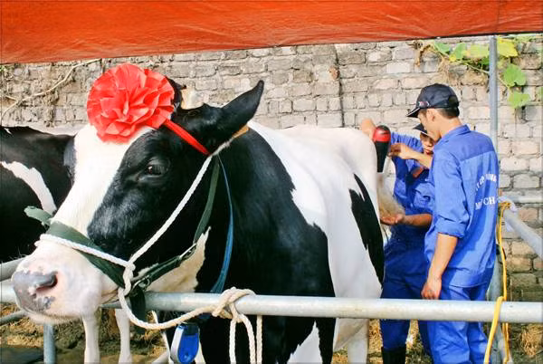 Những “nàng bò” được tắm rửa sạch sẽ và “làm đẹp” bằng nơ và ruy băng.