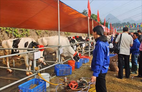 Hoa hậu bò sữa được đánh giá dựa trên các tiêu chí như dáng vóc cũng như khả năng sản xuất sữa.