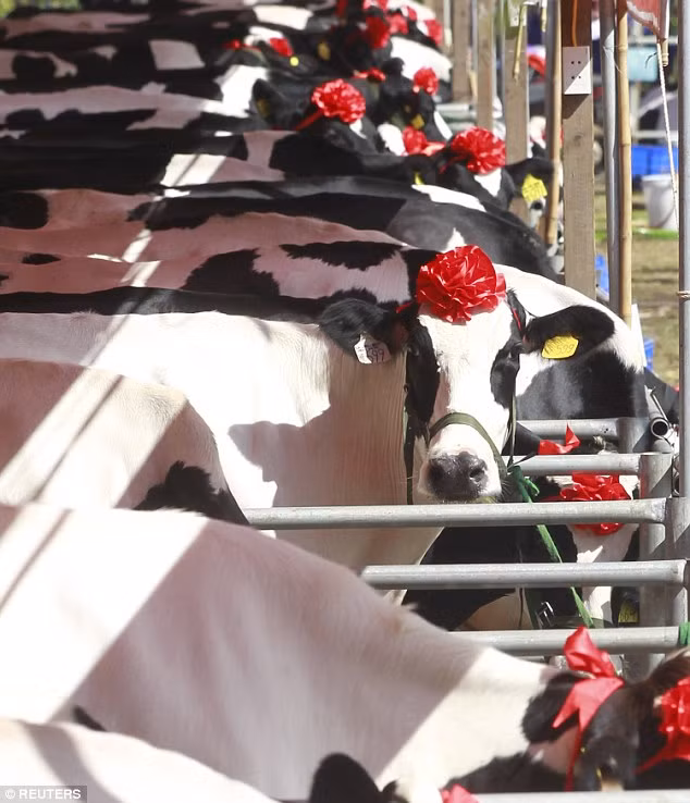 Cuộc thi sắc đẹp gia súc này được tổ chức hàng năm bởi các hộ chăn nuôi bò lấy sữa ở huyện Mộc Châu và năm nay là năm thứ 10 cuộc thi được diễn ra.