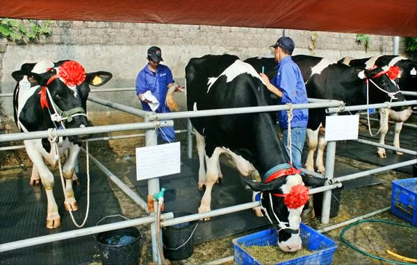 Ban đầu cuộc thi “Hoa hậu Bò sữa” được tổ chức nhằm nâng cao chất lượng gia súc và sản lượng sản xuất sữa ở huyện Mộc Châu nhưng giờ cuộc thi đã trở thành một sự kiện du lịch nổi tiếng đối với người dân địa phương.