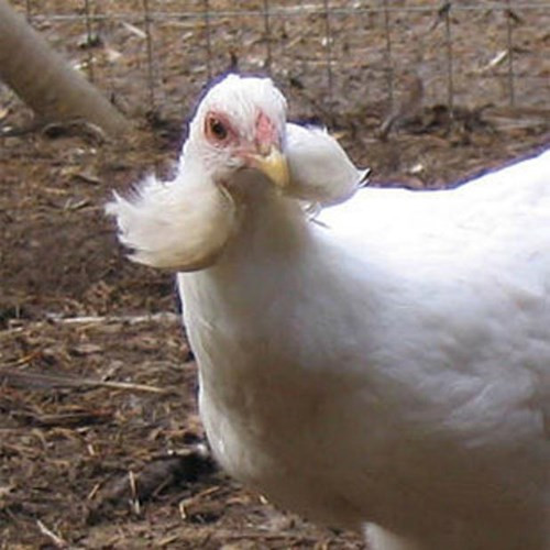 Một giống gà khác có nguồn gốc từ giống Araucana là Ameraucana cũng có khả năng đẻ trứng xanh lục và xanh lam.
