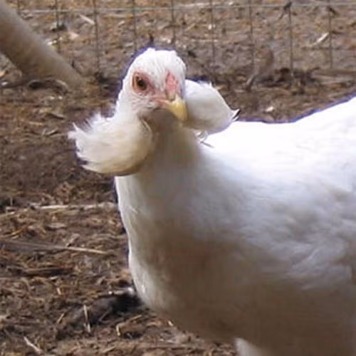 Một giống gà khác có nguồn gốc từ giống Araucana là Ameraucana cũng có khả năng đẻ trứng xanh lục và xanh lam.