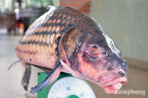 Cũng theo anh Việt, cá Hô là loài cá quý hiếm, thường ăn rong rêu và sinh sống tại các dòng sông ở Tây Nguyên.