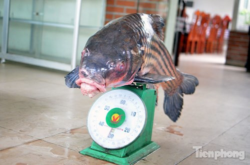 Con cá hiếm được mua lại từ một người dân ở Tây Nguyên sau đó vận chuyển ra Hà Nội.