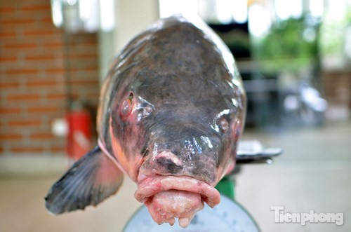 Miệng cá Hô nhìn hơi giống cá Anh vũ Tây Nguyên.