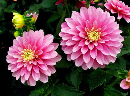 Thược dược là loại cây thân củ thuộc họ cúc, có đường kính từ 3 đến 10cm, chiều cao thân từ 30 – 50cm.