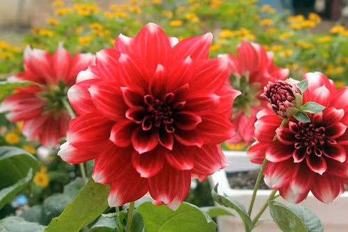 Đặt chậu ở vị trí có ánh nắng, rồi tưới nước sau khi bề mặt đất trong chậu đã khô.