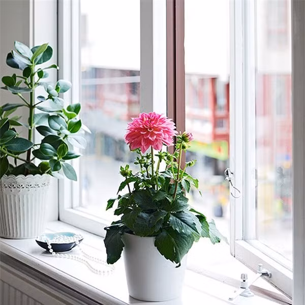 Thược dược nổi tiếng với hình dáng hoa đẹp, màu sắc phong phú, bắt mắt, cuống hoa dài. Cây có thể nhân giống bằng hạt, bằng củ hoặc bằng cách dâm cành, chúng thường ra hoa rất sớm.