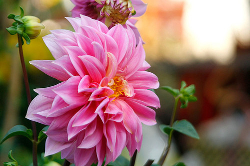 Chăm sóc trước khi nở hoa: ngắt bỏ toàn bộ các chồi trên nhánh non từ lá thứ tư trở lên.