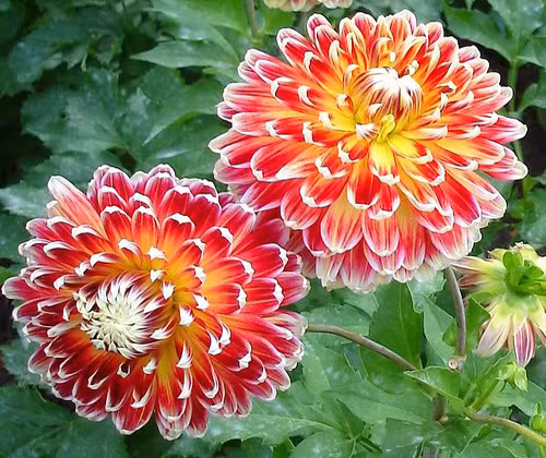 Gieo trồng cây hoa thược dược: Cho củ vào giữa chậu, trồng mỗi lần một củ trong chậu. Đợi sau khi chồi mọc lên khỏi mặt đất trồng, loại hoa to giữ lại một chồi, loại hoa vừa giữ lại 2 chồi, sau đó ngắt bỏ các chồi còn lại.