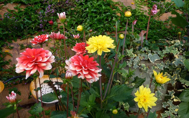 Giống hoa thược dược ưa sáng, tránh nắng, mùa hè ưa mát mẻ, thích mọc nơi nửa bóng râm nửa sáng. Nó có khả năng chịu rét, chịu hạn trước khi trồng cần bón phân chuồng hoai, phân bột sương.