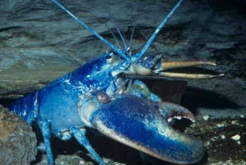 Bên cạnh đó, nước để làm ngọt phở đó là loại nước được nấu từ những con tôm hùm xanh đắt đỏ và quý hiếm. Ngoài ra, bát phở còn kèm loại tương ớt Sriracha nổi tiếng, ngò rí…