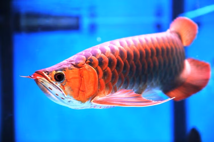 Nuôi cá huyết rồng là thú vui tốn kém bởi ngoài bỏ ra hàng nghìn USD để mua cá, dân chơi còn phải lo chi phí bể nuôi, đèn sưởi, thức ăn.... hết sức tốn kém.