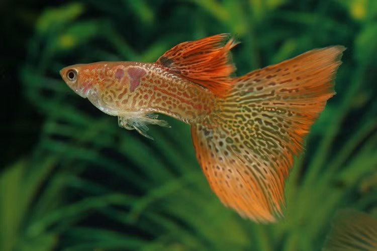 Giống cà này còn có tên gọi khác là cá triệu hay Guppy, được mệnh danh là loài cá nguy hiểm hơn cả hổ và cá mập. Cá 7 màu đang được bán khá phổ biến ở Việt Nam và được dân chơi cá cảnh rất ưa chuộng.