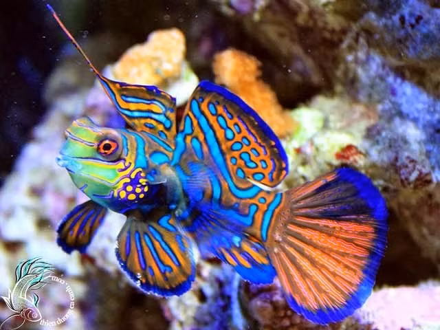 Cá trạng nguyên (có tên gọi khác là cá mó bông), tên tiếng Anh là Mandarinfish, tên khoa học là Synchiropus Splendidus. Loài này sống chủ yếu tại các quần đảo san hô của khu vực Thái Bình Dương. Tên gọi của cá trạng nguyên xuất phát từ màu sắc của chúng, giống như bộ áo của các tân trạng nguyên khi lên nhận phong chức.