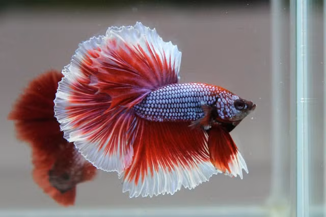 Cá chọi Betta có xuất xứ từ Thái Lan, được nhiều dân chơi Việt tuyển chọn nhập về tham gia vào các trường đấu tự phát để thỏa mãn thú vui giải trí.