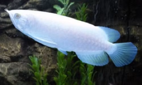 Cá rồng bạch tạng (cá rồng platinum) là một trong những loài cá cảnh đắt nhất thế giới. Được mệnh danh là vua các loại cá cảnh, cá rồng bạch tạng (hay còn gọi là cá rồng platinum) được giới chơi sinh vật cảnh mê mẩn tìm mua. Cá rồng platinum là một dạng đột biến đặc biệt về màu sắc cơ thể, giống như dạng đột biến bạch tạng ở con người, khiến cho cơ thể chúng có màu trắng toát, trong khi họ hàng của chúng có lớp vảy đỏ hay xanh, vàng bắt mắt.