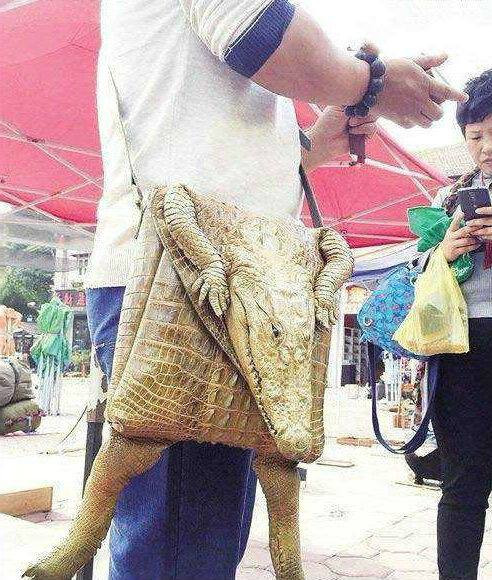 Túi xách cá sấu.