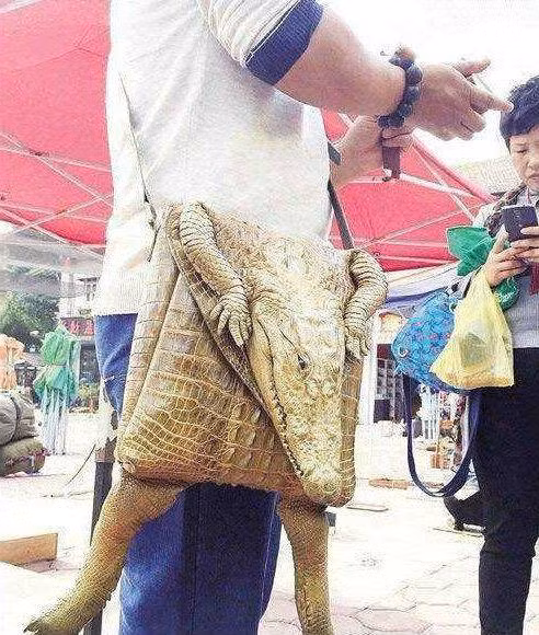 Ngam loat tui xach hinh thu cuc doc-Hinh-6