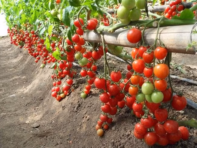 Nếu muốn trồng từ hạt, bạn cần gieo hạt trước thời điểm muốn trồng 1 tháng. Có thể gieo hạt vào bất kỳ vật dụng nào từ cốc, bát, hộp nhựa... để chúng trong nhà ở gần bậu cửa sổ để đón nắng.